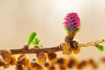 Larix