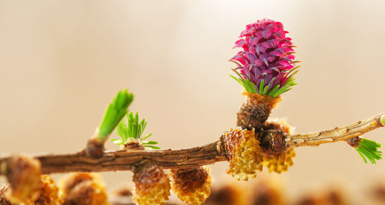 Larix