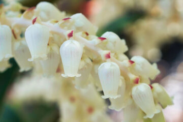 floraison d'un Leucothoe
