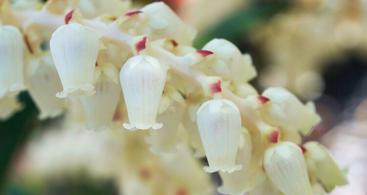 floraison d'un Leucothoe