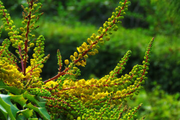Floraison Mahonia