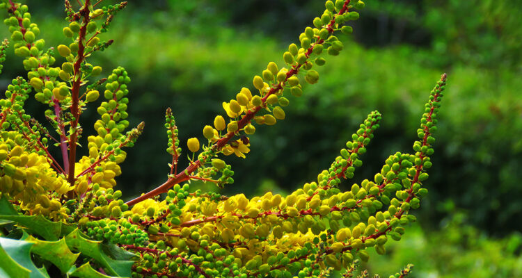 Floraison Mahonia