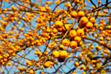 pommier d'ornement à l'automne