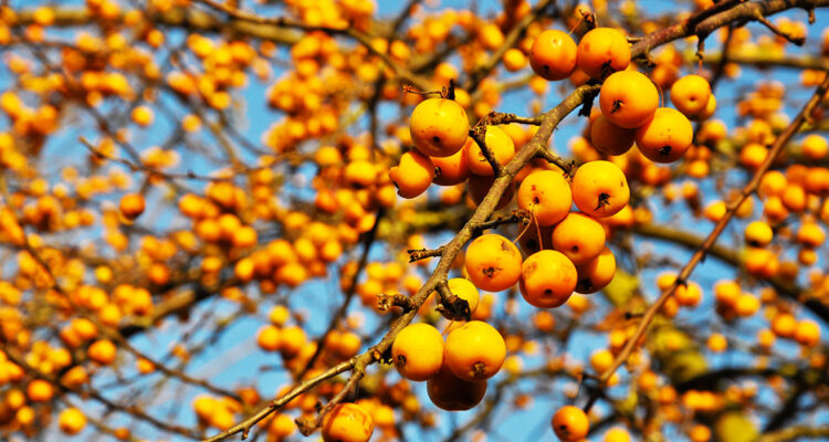 pommier d'ornement à l'automne
