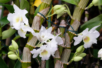 Dendrobium nobile