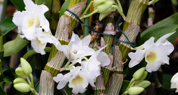 Dendrobium nobile