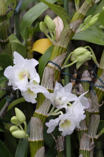 orchidee-Dendrobium nobile Sweet Dream Apollon-Vacherot Lecoufle-by Didier Hirsch_XH17725-Edit Dendrobium Sweet Dream