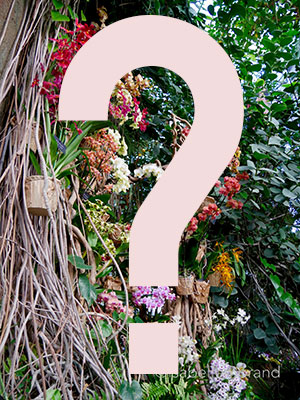 Orchidées-Vacherot-et-Lecoufle-400px Orchidée surprise