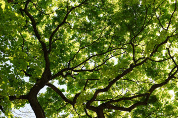 arbre en transparence