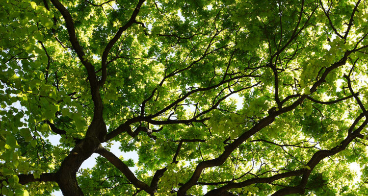 arbre en transparence