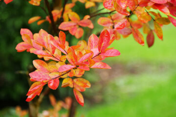 Lilas des Indes en automne