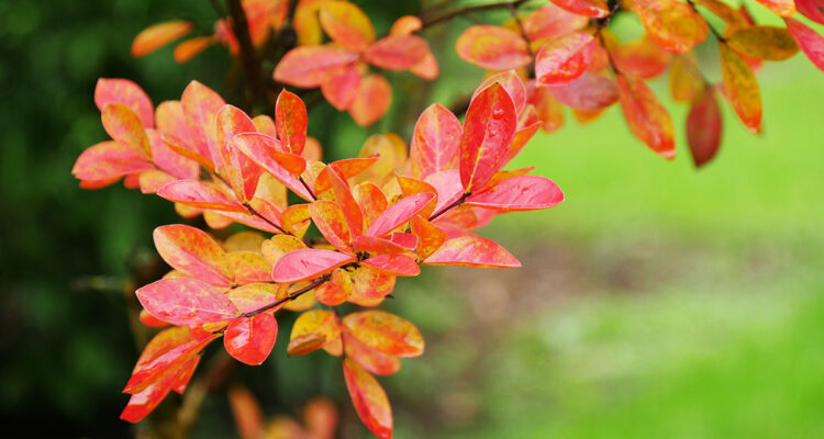 Lilas des Indes en automne