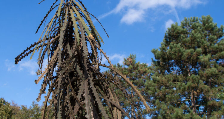 Pseudopanax ferox