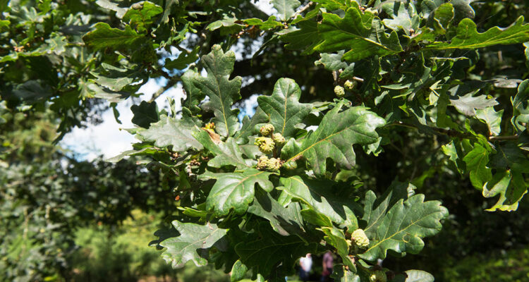 chêne résistant à la sécheresse