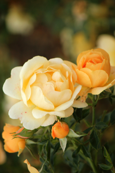 Rosier anny Duperey - mtigrek -Edit Rosa Anny Duperey