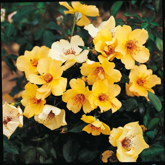 rosier-francine-royneau - guillot Rosa Francine Royneau