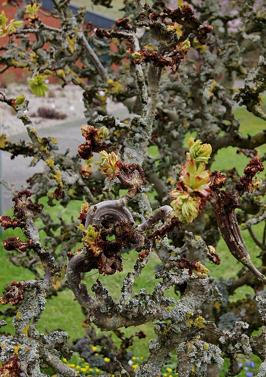 Sapindaceae_Aesculus_hippocastanum_(Monstrosa)_1.1 marronnier tortueux