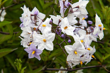 Solanum