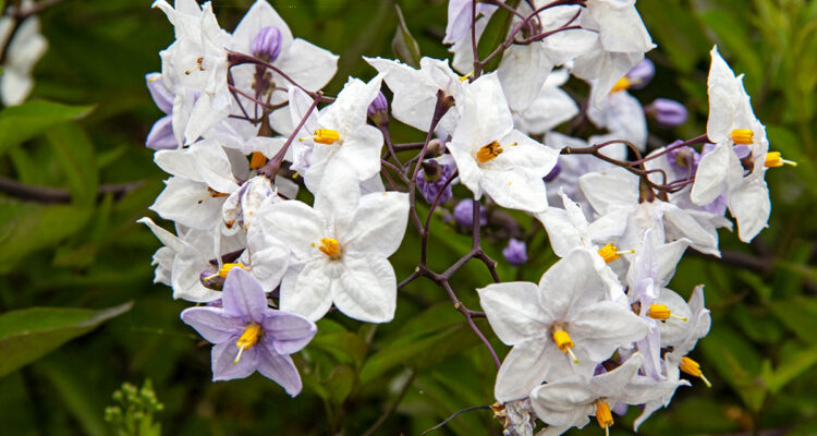 Solanum