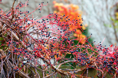 vigne sauvage - chris-mueller -Edit vigne sauvage