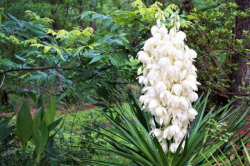 floraison yucca