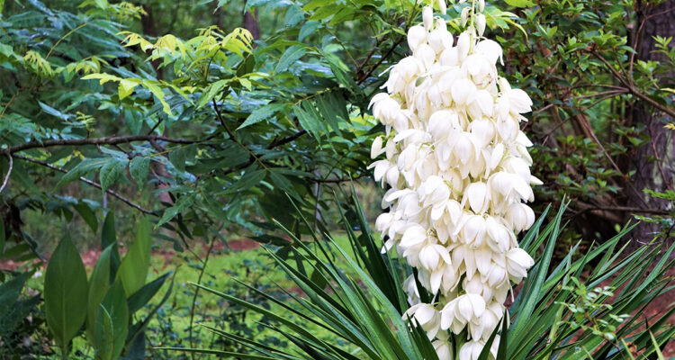 floraison yucca