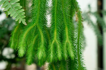 Phlegmarius squarrosus