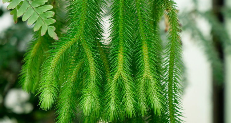 Phlegmarius squarrosus