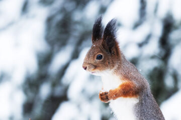écureuil en hiver