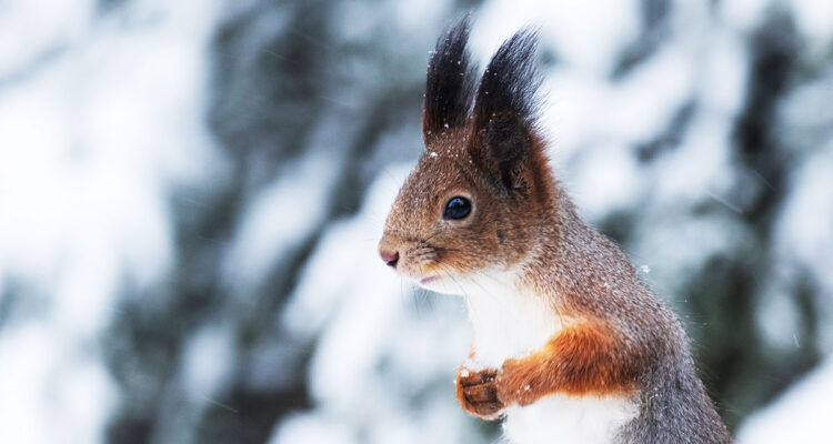 écureuil en hiver