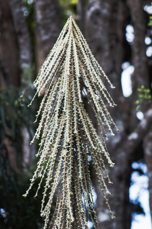 pseudopanax ferox - MollyNZ -Edit Pseudopanax ferox