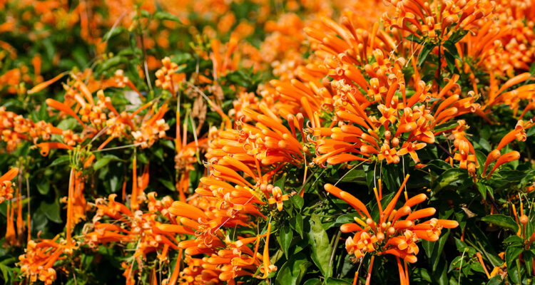 Pyrostegia
