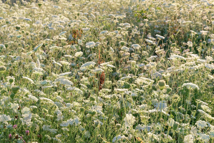 Saline royale arc et Senans-carotte sauvage-daucus carota-by Didier Hirsch_XH14680-Edit Carottes sauvages