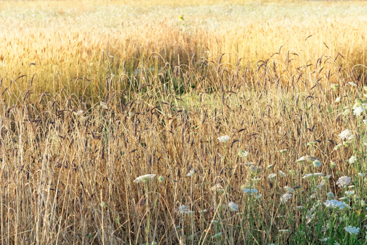 Saline royale arc et Senans-prairie d'Un cercle immensee-by Didier Hirsch_XH14686-Edit céréales anciennes