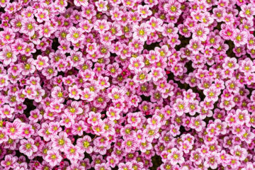 Saxifrage