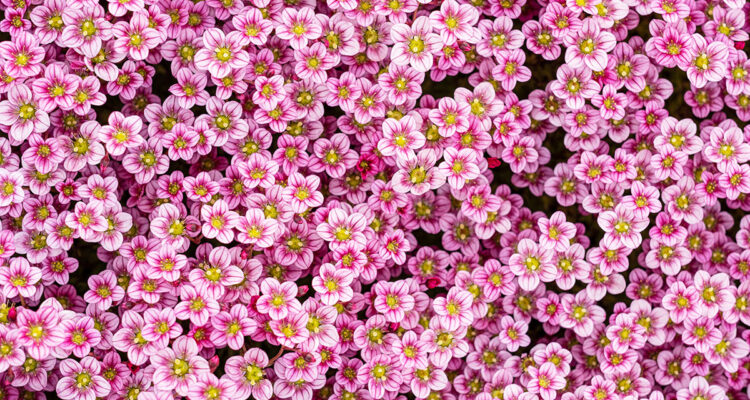 Saxifrage