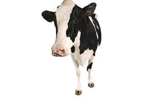 vache-detouree Vache