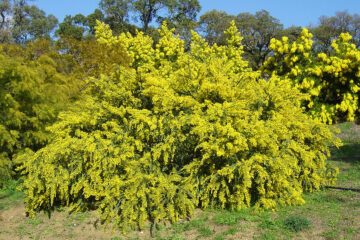 Mimosa Sainte-Hélène