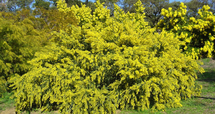 Mimosa Sainte-Hélène