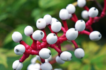 Actaea