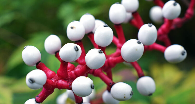 Actaea