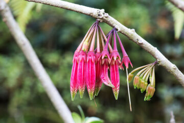 Agapetes megacarpa