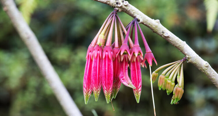 Agapetes megacarpa