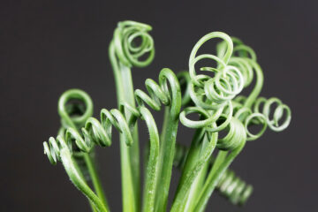 Albuca spiralis