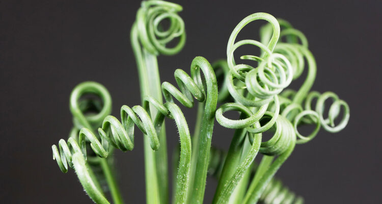 Albuca spiralis