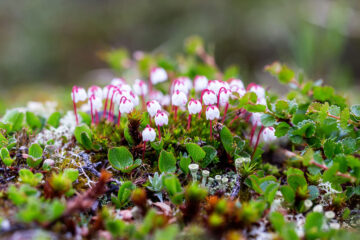 Cassiope