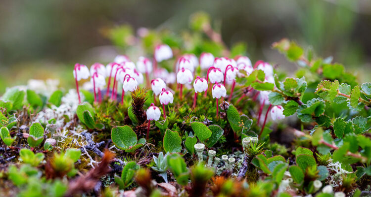 Cassiope