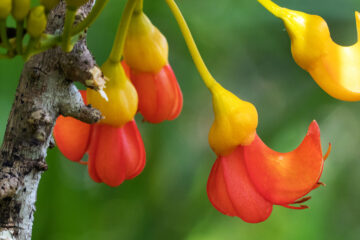 Castanospermum