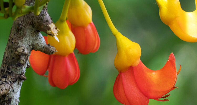 Castanospermum
