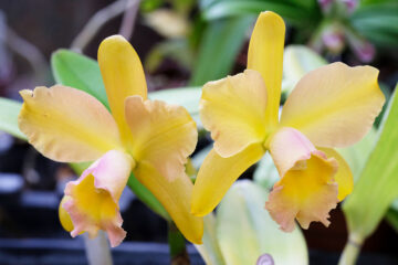 Cattleya Waikiki Gold